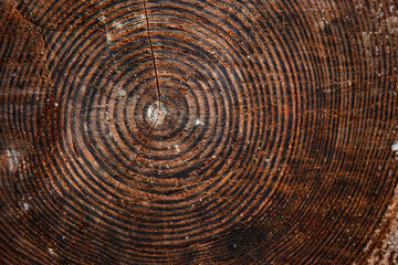 Fototapeta premium Jahresringe Fichte