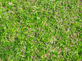 Football field Grass texture