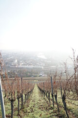 Weinberge mit blick auf das neblige W&uuml;rzburg