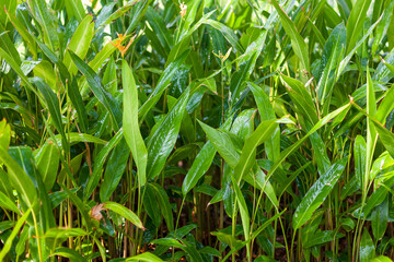 Background green leave garden. Isolated Background for copy..