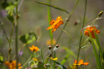 Wildflower meadow