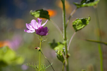 Wildflower meadow