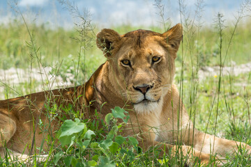 Beautiful Lioness at the Ndutu Plains