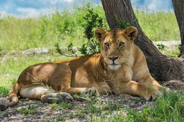 Beautiful Lioness at the Ndutu Plains