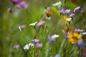 Wildflower meadow