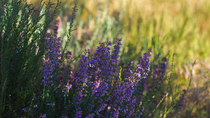 Paysage forestier des Landes, aux allures automnales.  Les fougères virent au jaune, tandis que les bruyères demeurent éclatantes