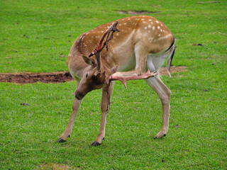 A deer shedding its antlers