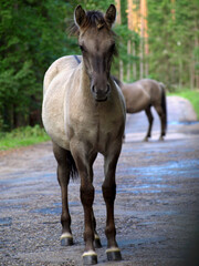 A horse on a forest road