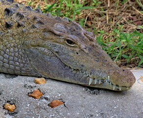 Toothy crocodile head shot up close