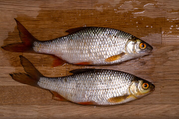 The common roach or Rutilus rutilus on a wooden board.