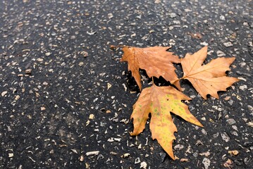 autumn leaves on the asphalt