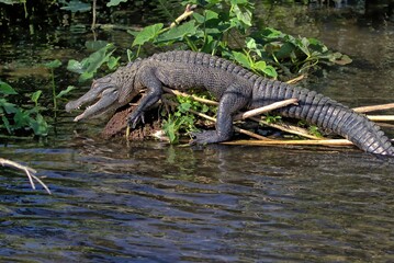 American alligator sunning itself on a small island. Alligator mississippiensis.