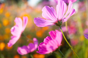 Closed-up beautiful purple cosmos flowers background