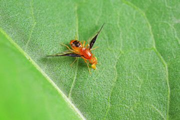 Flies on plants in the nature, North China Plain