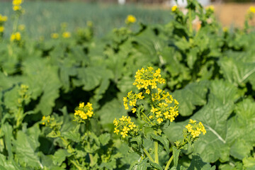 横浜田園地域散策