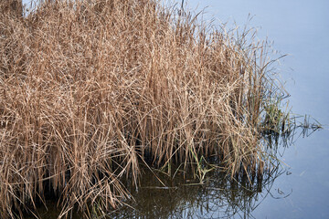 reeds grow in a lake outside the city