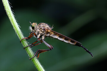 Insectivorous flies live on weeds