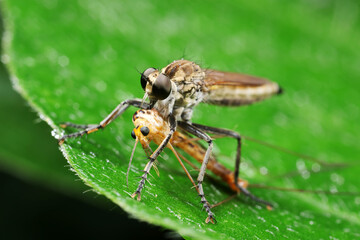 Insectivorous flies prey on weeds