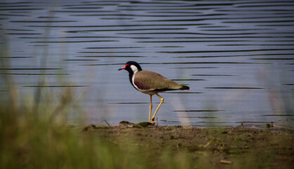 Red-wattled lapwing 