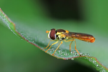 Flies on plants in the nature, North China Plain