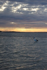 Pelican on the water as the sun sets