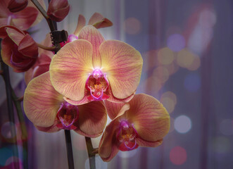Yellow-pink orchid flower on a background of blurry lights. Close-up. Selective focus with copy space.
