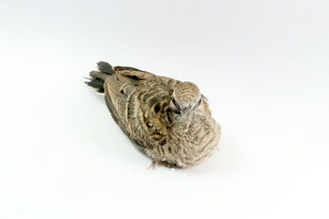 Beautiful Young Dove on White Background