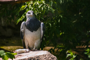 Portrait of a formidable eagle sitting on a rock with a mouse caught. The predator is preparing to take food.