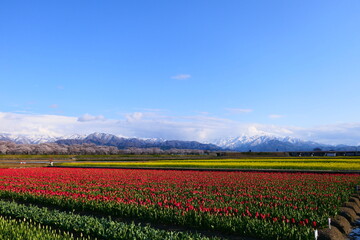 残雪の北アルプス、桜、菜の花、チューリップ。舟川春の四重奏。朝日、富山、日本。４月中旬。