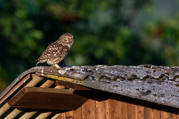 Steinkauz (Athene noctua)