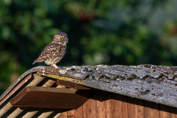 Steinkauz (Athene noctua)
