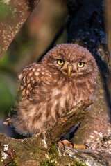 Steinkauz (Athene noctua) Jungvogel