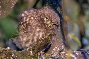 Steinkauz (Athene noctua) Jungvogel