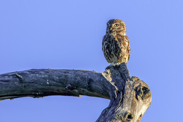 Steinkauz (Athene noctua)