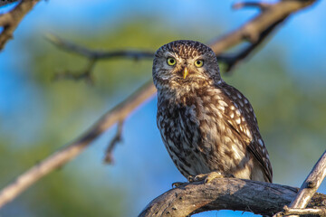 Steinkauz (Athene noctua)