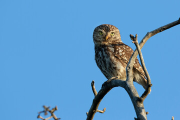 Steinkauz (Athene noctua)