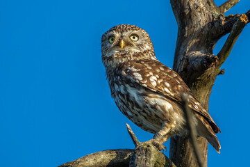 Steinkauz (Athene noctua)