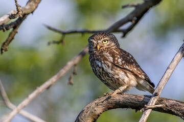 Steinkauz (Athene noctua)