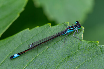 Gro&szlig;e Pechlibelle (Ischnura elegans) M&auml;nnchen