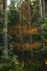 Sunset rays lit the forest environment. Branches and trunks of trees, grass and bushes.