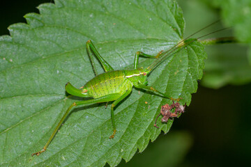 Punktierte Zartschrecke (Leptophyes punctatissima) Weibchen