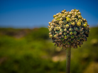 flower on blue sky background