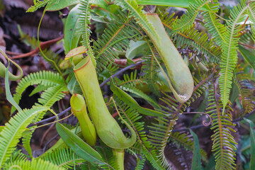 Tropical flower Pitcher plants (in Malay is known as Periuk kera) grow in Tasik Biru, Mukit Ibam , Malaysia