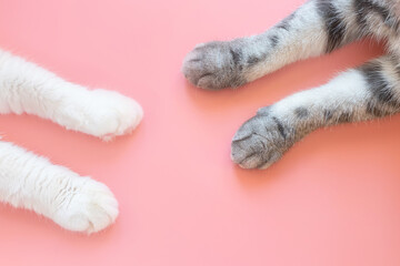 Paws of white and gray cat on a pastel pink background. View from above. Pet care concept. Copyspace, minimalism. Banner for zoo themes.