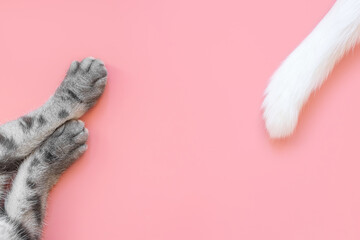 Paws of gray cat and white tail with black stripes on pastel pink background. View from above. Pet care concept. Copyspace, minimalism. ..
