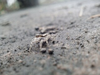 ant on the ground