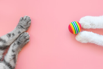 White and gray cat paws and ball. Pink background, copy space, top view. Concept of games and...