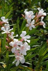 Ville de Carnoux-en-Provence, département des Bouches-du-Rhône, france