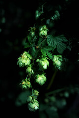 Heap of green ripe hop cones for brewery and bakery background. Vertical view.