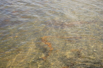 Seaweed, Konbu in the sea water, transparent - 海にただよう昆布 北海道 利尻島